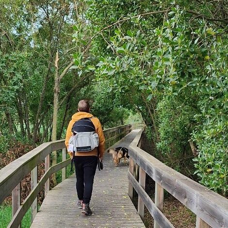 Homem de costas, com casaco amarelo torrado, calças pretas e mochila para transporte de caes, caminhando no passadiço de madeira rodeado por vegetação densa, acompanhado por um pastor alemão com peitoral preto e trela retrátil. Ambiente natural num trilho pet-friendly em Portugal (Passadiço das Escarpas da Maceira, Torres Vedras).