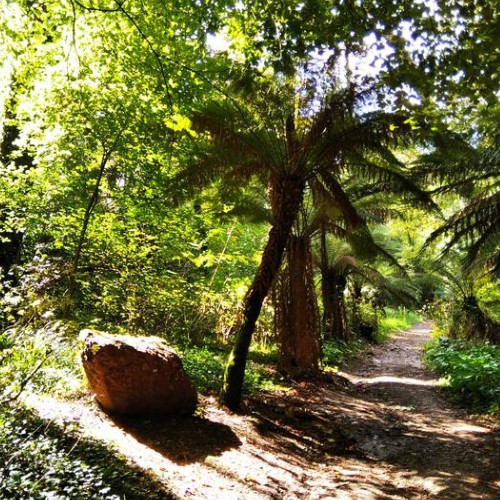 um dos Trilhos pet-friendly em terra batida na Mata do Bussaco, Portugal, rodeado por vegetação e árvores, com palmeiras de ambos os lados e uma rocha grande à esquerda. A luz do sol cria sombras, transmitindo uma sensação de beleza natural e paz.