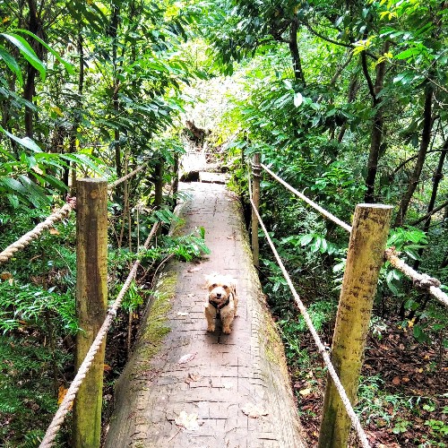 Cão pequeno de pelo castanho-claro a olhar para a câmara, parado sobre uma ponte estreita de tronco de madeira com postes e cordas nas laterais, num dos trilhos pet-friendly na mata do Bussaco, Portugal, rodeado por vegetação verde.