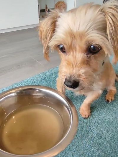 Cão idoso pequeno a olhar com interesse para uma taça com caldo de osso liquido.