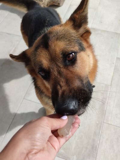 Cão da raça pastor-alemão a comer caldo de osso em estado gelatinoso da mão de uma pessoa.