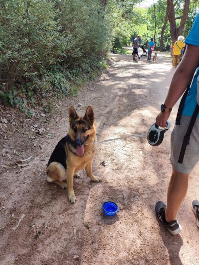 Cão pastor alemão sentado a descansar durante uma caminhada com cães. Está preso por uma trela flexi e tem uma taça de agua portátil no chão à sua frente