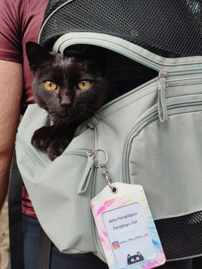Gato paraplégico/deficiente numa mochila para transporte de caes a espreitar para fora.