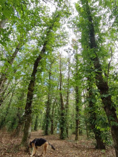 Cão pastor alemão a explorar uma floresta na serra do Montejunto em Lisboa. Um dos trilhos pet-friendly em Portugal