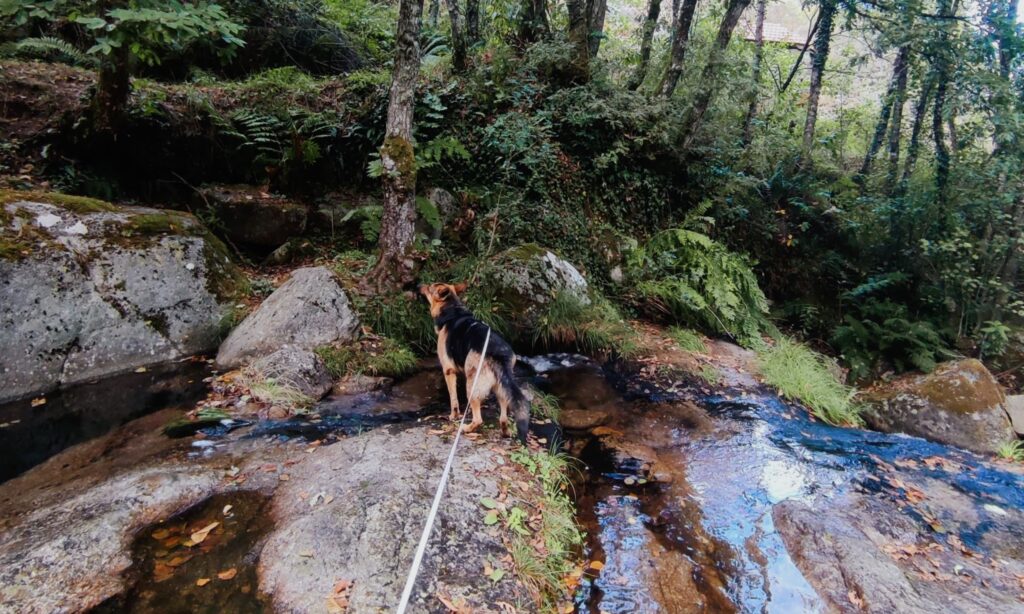 Cão pastor alemão em cima de uma pedra num riacho que vem de uma cascata, rodeado de árvores altas e musgo

