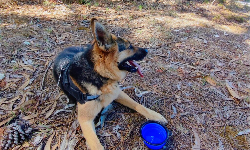 Pastor alemão deitado numa área de floresta, com um peitoral preto, ao lado de uma tigela de água dobrável azul. Cão está ofegante após percorrer trilho para cães.