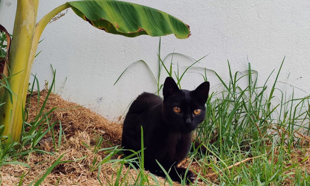 Gato preto de olhos âmbar deitado na relva ao lado de uma planta de folhas largas, com um muro branco ao fundo. A cena é calma e natural, com o gato observando atentamente o que está à frente