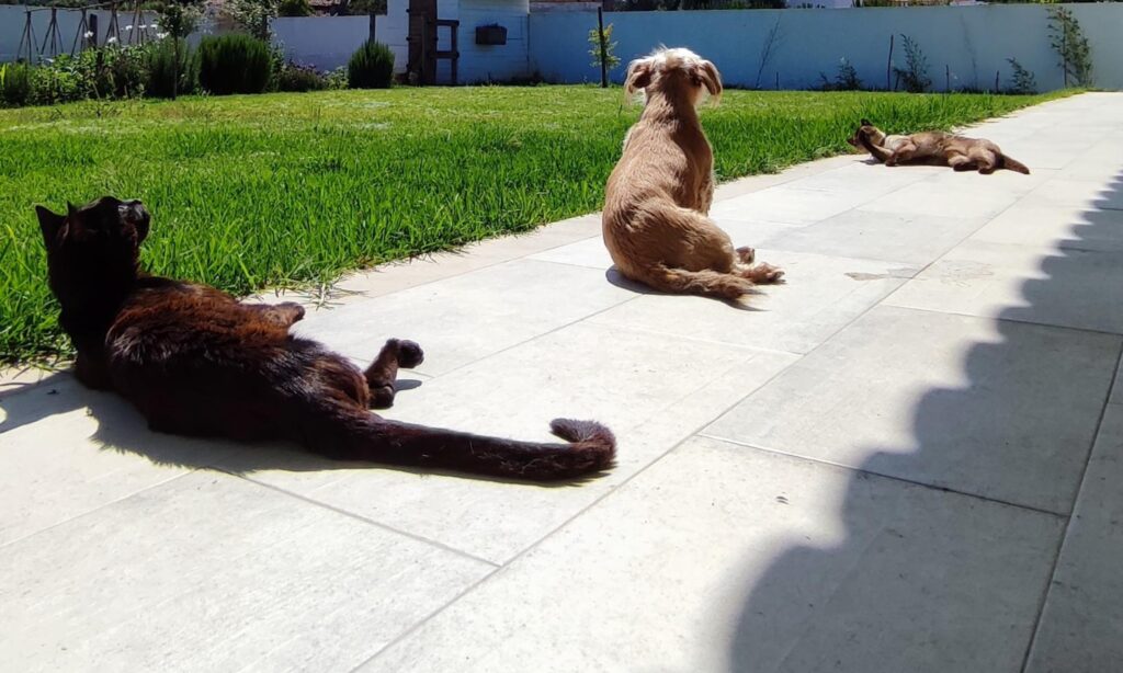 Três animais relaxam ao sol no alpendre de uma casa ao lado de um relvado verde. À esquerda, um gato paraplégico/deficiente descansa de lado com a cauda estendida. No centro, um pequeno cão castanho está sentado de costas para a câmara, e à direita, um gato siamês está deitado de barriga para cima, aproveitando o calor. Ao fundo, vê-se uma parte de um galinheiro branco e, ao lado, uma pequena horta com várias plantas. Esta área exterior é cercada por um muro branco, criando um espaço seguro para os animais.