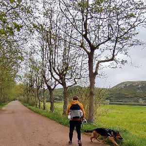 Homem de costas, com casaco amarelo torrado, calças pretas e mochila para transporte de caes, numa estrada de terra batida rodeada por árvores, acompanhado por um pastor alemão com trela retrátil, num trilho perto do passadiço das Escarpas da Maceira, Torres Vedras.
