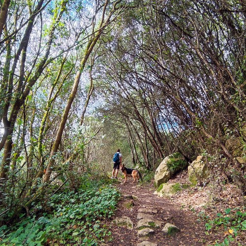 Homem de costas com mochila azul, com um pastor alemão a caminhar na rota da água, Pó, Portugal, rodeado de vegetação verde e árvores altas