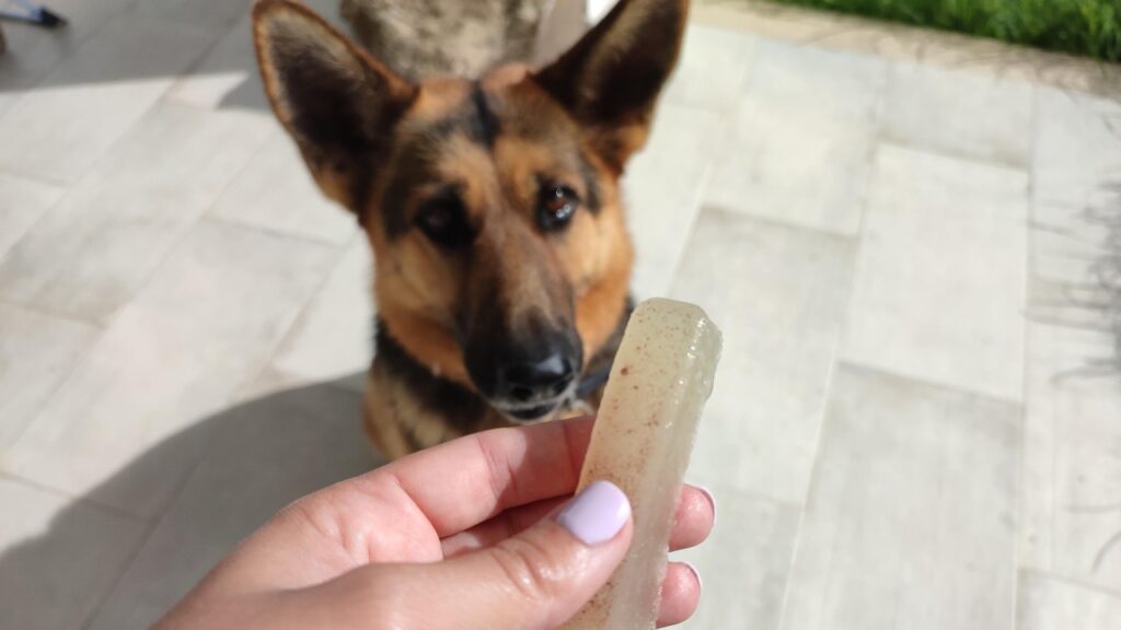 Pastor Alemão olha com interesse para um pedaço de caldo de ossos em consistência de gelatina, segurado pela mão da tutora. O caldo está pronto para ser oferecido como um petisco nutritivo.