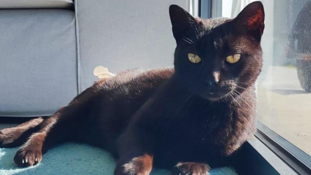 Gato preto deitado em cima de um tapete azul, encostado a uma janela de vidro, com o sofá cinzento claro por tras. Ele olha diretamente para a câmara, e é visível uma pequena parte da fralda que usa por ser paraplégico.