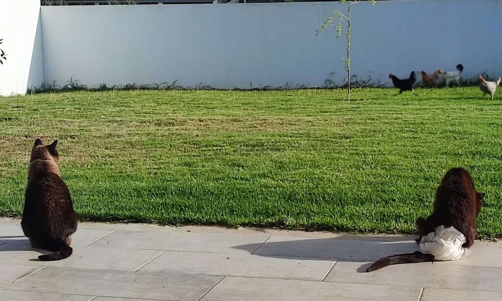 Dois gatos observam um grupo de galinhas a correr pelo relvado. O gato da esquerda está sentado normalmente, enquanto o gato preto à direita, que é paraplégico e usa uma fralda, está inclinado para a frente. Ambos estão em cima de uma superfície de pedra, com vista para a relva verde. Esta área exterior é cercada por um muro branco, criando um espaço seguro para os animais.