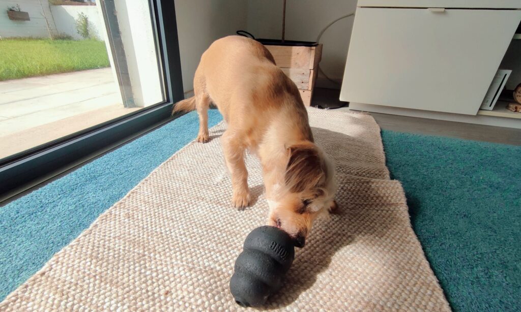 Cão idoso castanho claro a brincar com brinquedo interativo preto da marca Kong, recheado para estimular a mente e promover o bem-estar. Ela esta de pé no chão da sala a lamber o brinquedo e esta em cima de um tapete creme que, por sua vez esta em cima de um tapete maior azul claro.