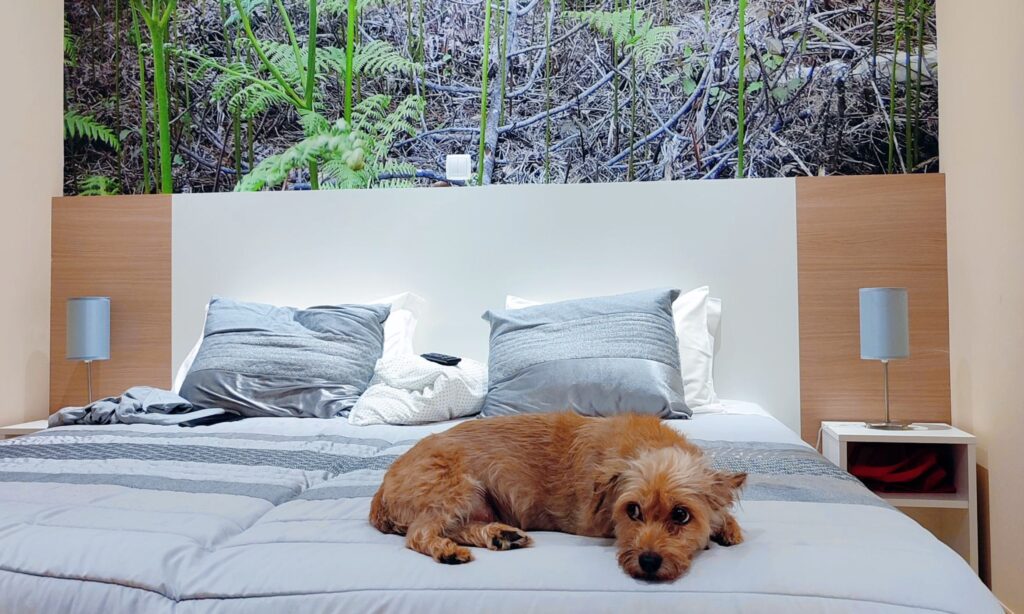 Cão idoso pequeno castanho claro deitado em cima de uma cama num dos alojamentos que aceitam animais, com uma grande imagem de floresta e fetos na parede ao fundo. 