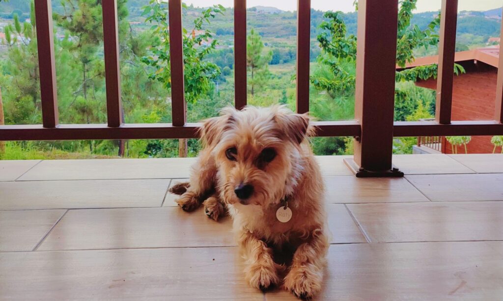 Cão idoso pequeno castanho claro deitado na varanda, olhando diretamente para a câmara. Ao fundo, através das barras, vê-se a floresta e outros bungalows, criando um cenário relaxante. O cão tem uma coleira com uma chapa redonda onde está escrito Raty