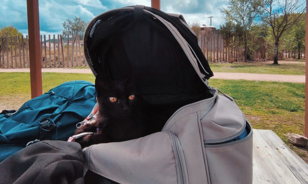 Gumy, gato preto paraplégico, confortavelmente deitado numa mochila de transporte em cima de uma mesa num parque.