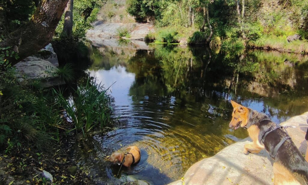 Cão idoso castanho claro refresca-se na borda de um rio, no meio da floresta, enquanto um pastor alemão observa. O pastor está perto dele mas em cima de uma pedra, fora da agua, criando um cenário natural e sereno. ele usa um peitoral para pastor alemão