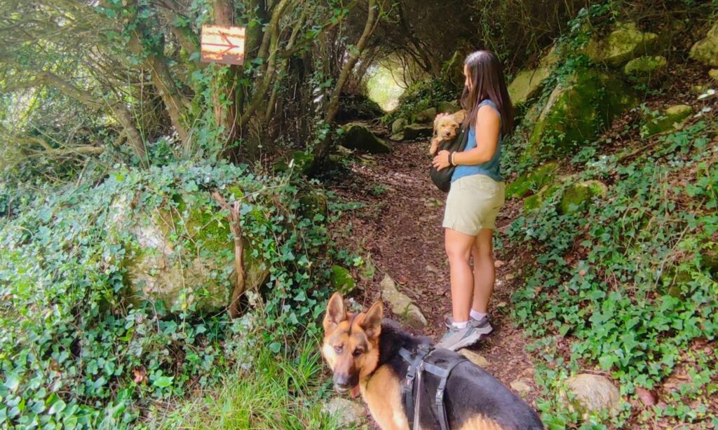 Mulher num trilho com cães, carregando uma cadela idosa pequena numa bolsa própria para transporte de pequenos animais a tira colo, com pastor alemão em primeiro plano.