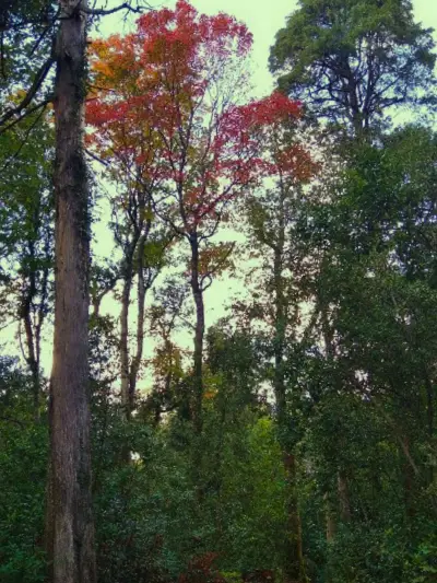 Árvores na Mata do Bussaco, uma deles já está com as cores de outono, vermelho e laranja