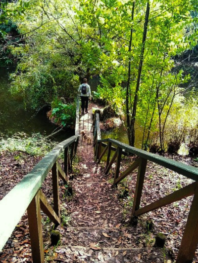 Homem com cão pequeno a descer uma escadaria que vai dar ao lago Grande da Mata do Bussaco.