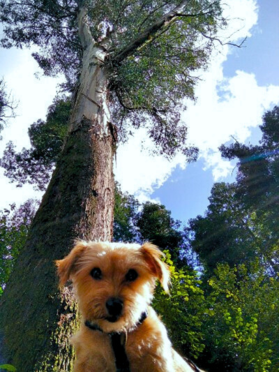 Pequeno cão em frente ao eucalipto-gigante na Mata do Bussaco, Portugal