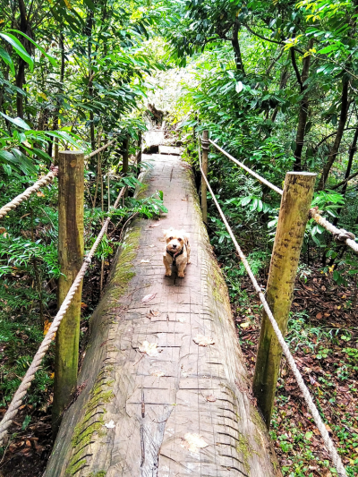 Cão pequeno de pelo castanho-claro sobre uma ponte estreita de tronco de madeira com postes e cordas nas laterais, num dos trilhos pet-friendly na mata do Bussaco, Portugal.