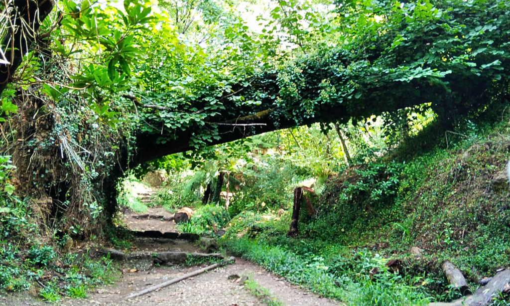 Trilho na mata do Bussaco com uma árvore caída por cima da estrada, é possível passar por baixo da árvore