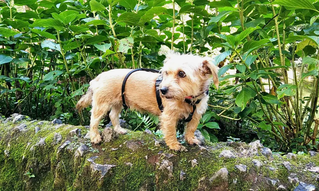 Pequeno cão em cima de um tronco na mata do bussaco