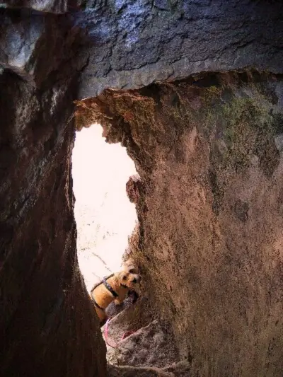 Pequeno cão a sair de uma gruta por uma escadaria de pedra - mata do bussaco
