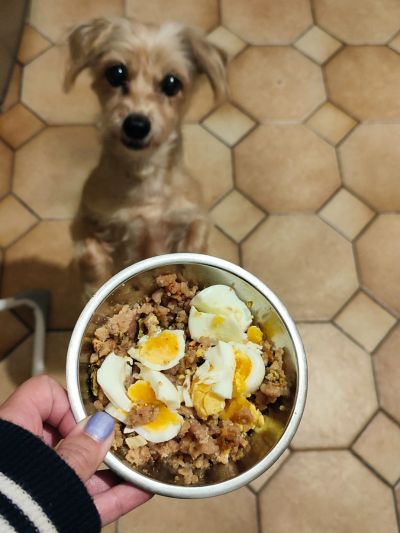 Taça com comida da Altudog pronta a servir, com ovo cozido adicionado por cima, um cão pequeno olha atentamente para a comida
