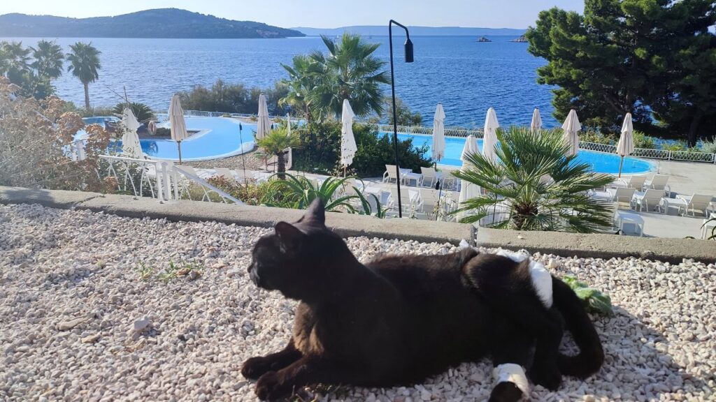 Gato preto paraplégico deitado no chão com uma piscina e o mar da Croácia por trás