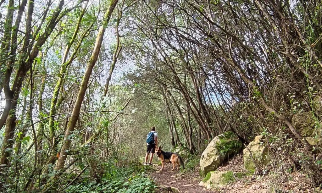 Homem de costas com mochila azul, com um pastor alemão a caminhar na rota da água, reguengo Grande, Lisboa, Portugal, rodeado de vegetação verde e árvores altas