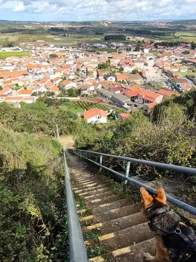 Cão pastor alemão no topo de umas escadas, no fundo vê-se uma pequena aldeia