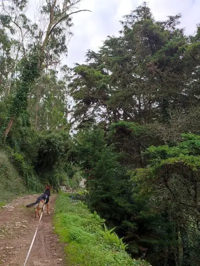 Cão pastor alemão preso por uma trela num trilho verdejante na rota da água, Lisboa