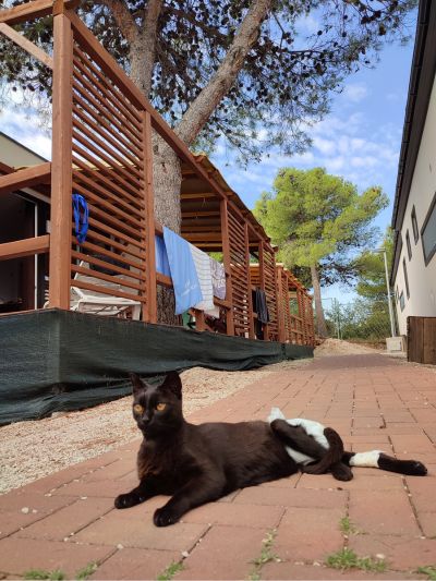 Gato paraplégico com uma fralda a relaxar no chão em frente a uma mobile home no Amadria park Camping Trogir, depois de mais um dia de aventuras – viajar com gatos é possível!