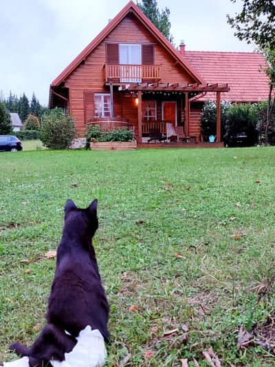 Gato paraplégico de fralda sentado na relva, a observar o chalé Holiday Homes Vita Nature, em Rakovica
