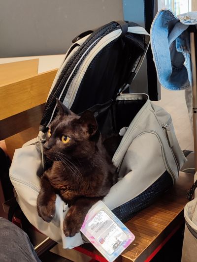 Gato paraplégico numa mochila para transporte de caes e gatos aberta pousada em cima de um banco no aeroporto de Zagreb