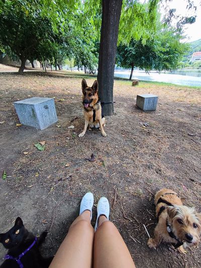 3 animais (cão pastor alemão, cão idoso pequeno e gato paraplégico preto) sentados no chão de um parque em peso da régua, portugal. Os 3 estão a olhar para uma pessoa, na qual apenas se vê as suas pernas.