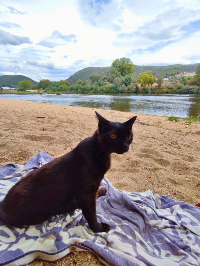 Gato paraplégico preto sentado numa toalha na Praia Fluvial Ponte, em Penacova, portugal.