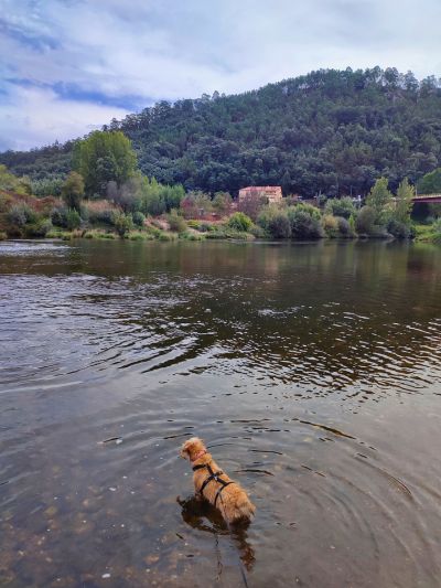 Cão idoso pequeno dentro de água, na Praia Fluvial Ponte, em Penacova, Portugal