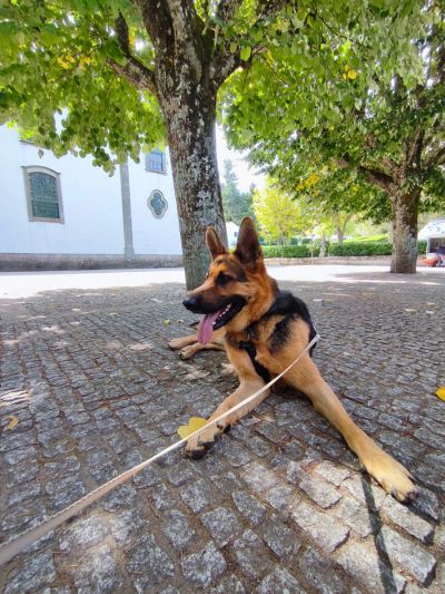 Cão pastor alemão deitado a descansar sob umas árvores, no Santuário de Nossa Senhora dos Remédios, Lamego, Portugal