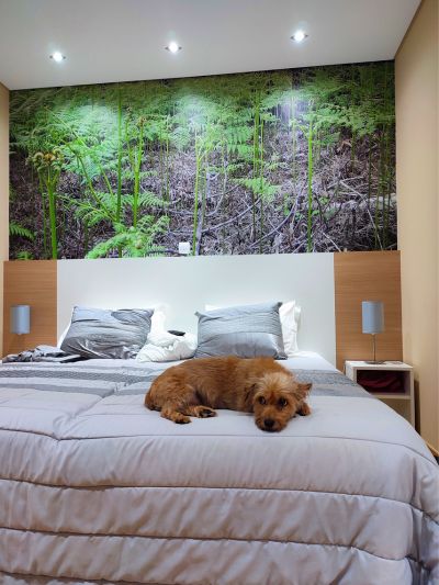 cão idoso pequeno deitado em cima de uma cama num dos alojamentos que aceitam animais - quinta do lameiro, tarouca, portugal.