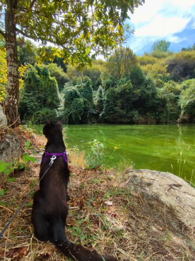 Gato preto paraplégico a observar o rio Bestança em Portugal - viajar gato, viagens pet friendly