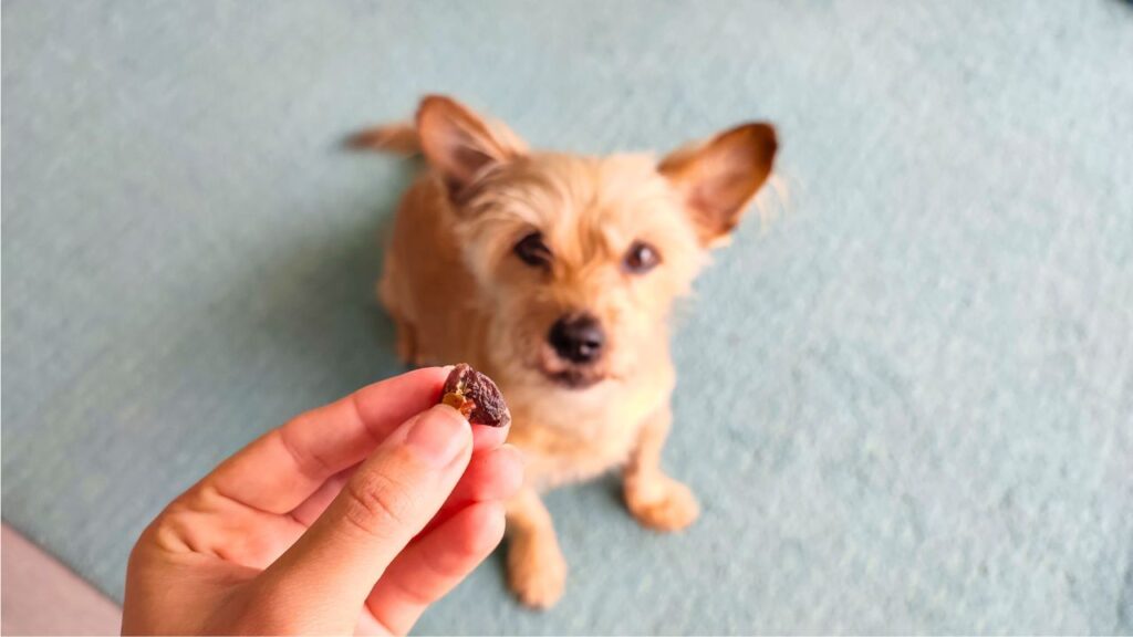 Cao idoso pequeno olha atentamente para um petisco natural para cães e gatos (desidratado de moela) que a dona segura na mão.