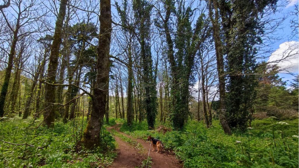 Pastor alemão a explorar a paisagem natural de Montejunto, num dos trilhos perto de Lisboa, ideal para passeios com cães.