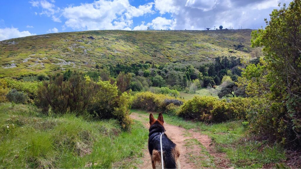 Pastor alemão a explorar a paisagem natural da serra de Montejunto, num dos trilhos perto de Lisboa, ideal para passeios com cães.