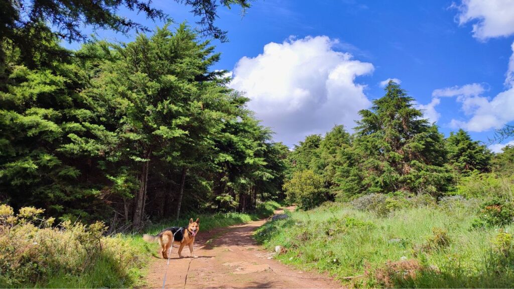 Pastor alemão a explorar a paisagem natural de Montejunto, num dos trilhos perto de Lisboa, ideal para passeios com cães.